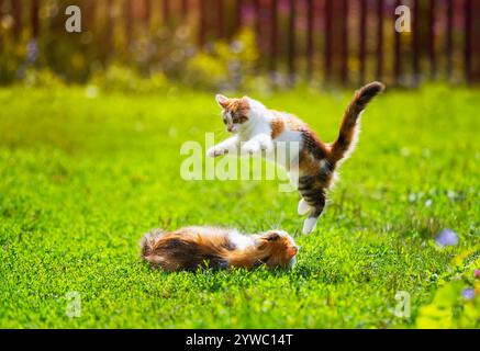 simpatico gattino che gioca e salta sul gatto in estate, giorno di sole sull'erba verde Foto Stock