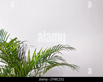 Green tropical plant with lush leaves against a minimalistic light background Foto Stock