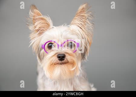 Primo piano di un yorkie da tè dorato seduto di fronte a uno sfondo grigio con occhiali Foto Stock