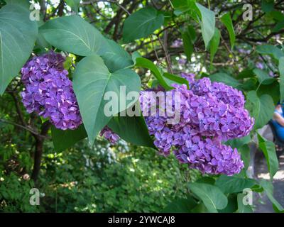 Vivaci gruppi di lillas viola emergono dai rami frondosi in un ambiente all'aperto sereno, mostrando il loro ricco colore sullo sfondo di lussureggianti gre Foto Stock