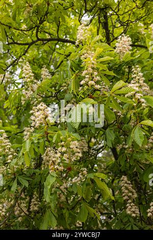 Primo piano di rami di castagni in fiore con foglie verdi vivaci e delicati fiori bianchi in una giornata di primavera Foto Stock