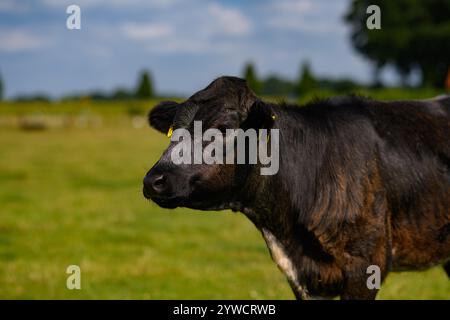 Mucca marrone. Mucche su un prato durante il giorno di sole. Mucca olandese bianca e nera che cammina e mangia erba sul prato verde. Allevamento di mucche con bestiame da latte sul campo Foto Stock