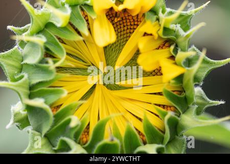 Fiore di girasole giallo, luce solare brillante, allegro emblema floreale, raccolto olivicolo agricolo Foto Stock