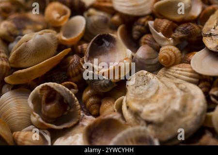 Conchiglie di molluschi. Storia di Seashell. Conchiglie oceaniche. Sfondo conchiglie. Consistenza delle conchiglie marine. Sfondo marino estivo Foto Stock