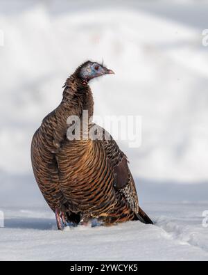 Il tacchino selvatico nella neve Foto Stock