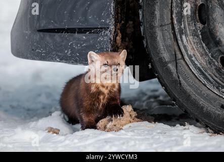 Pine Marten sotto una macchina Foto Stock