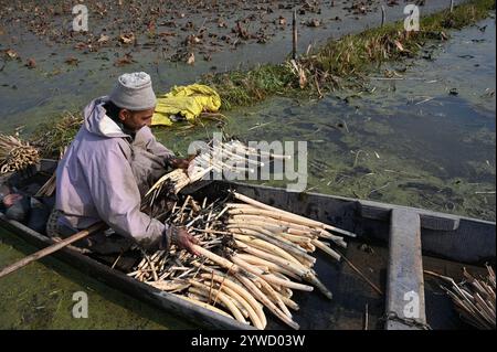 Srinagar, India. 10 dicembre 2024. SRINAGAR, INDIA - 10 DICEMBRE: Gli agricoltori estraggono i gambi di loto localmente noti come Nadur a temperatura inferiore allo zero dalle acque del lago Anchar il 10 dicembre 2024 nella periferia di Srinagar, India. Cold Wave afferra il Kashmir, come Srinagar Records Season's Coldest Night at Minus 5,4 gradi celsius. (Foto di Waseem Andrabi/Hindustan Times/Sipa USA) credito: SIPA USA/Alamy Live News Foto Stock