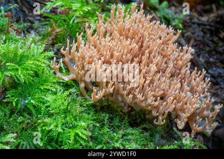 Issaquah, Washington, Stati Uniti. Il Ramaria flavigelatinosa è un fungo corallino color salmone che cresce nel terreno sotto le conifere ed è raro. Foto Stock