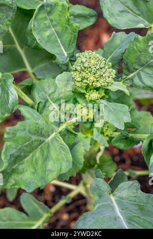 Issaquah, Washington, Stati Uniti. Pianta di broccoli con fioretto che cresce alla fine dell'autunno per essere svernata Foto Stock