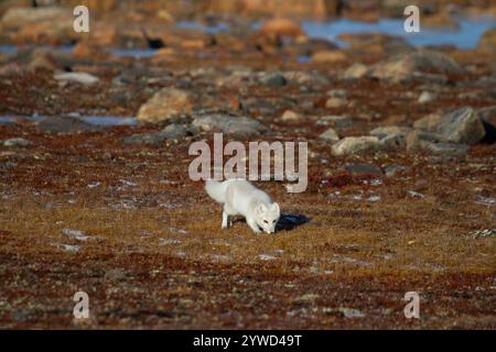 Arctic fox walking and sniffing on a colourful red tundra during moult season from grey summer fur to winter white coat, Arviat, Nunavut Foto Stock