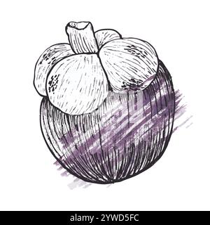 Immagine del vettore grafico ad acquerello e inchiostro mangostano isolata su bianco. Arte in bianco e nero disegnata a mano di alta qualità per la progettazione di alimenti, confezioni Illustrazione Vettoriale