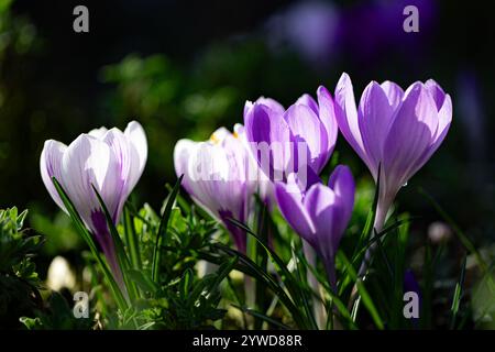 Primo piano di un gruppo di fiori di cocco lilla e bianco in piena fioritura, retroilluminati con sfondo sfocato Foto Stock