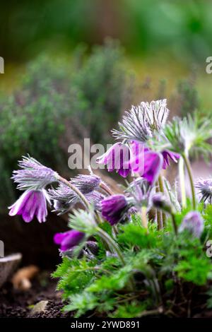 Un gruppo di pasqueflowers viola (Pulsatilla) con boccioli e fiori retroilluminati Foto Stock