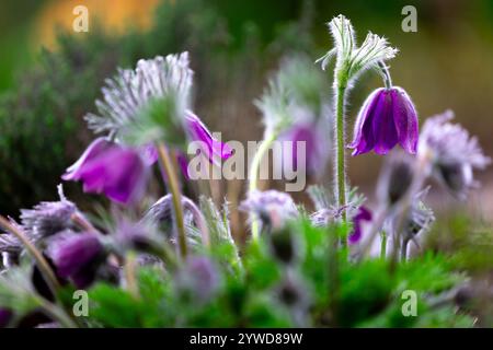 Un gruppo di pasqueflowers viola (Pulsatilla) con boccioli e fiori retroilluminati Foto Stock