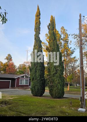 Due alti cipressi in piedi accanto a una casa suburbana rossa sotto un cielo azzurro, circondati dal verde e dai colori autunnali. Foto Stock