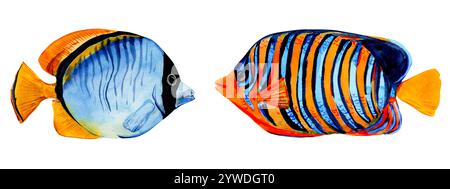 Pesci tropicali su sfondo bianco. Brillanti abitanti delle barriere coralline. Pesce Pygoplites diacanthus. Illustrazione acquerello per il design estivo. Foto Stock