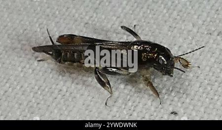 Grasshopper in Mole pigmeo più grande (Neotridactylus apicialis) Foto Stock