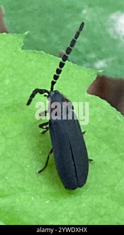 Lucidota atra (Lucidota atra) Foto Stock