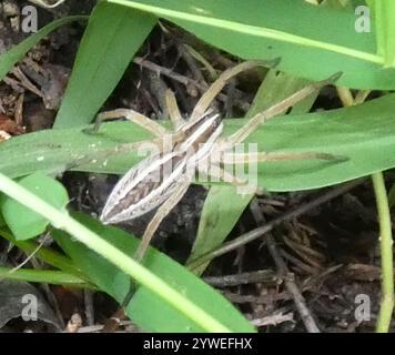 Ragno lupo rabbioso (Rabidosa rabida) Foto Stock