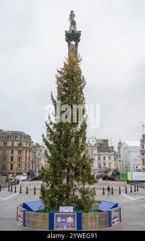 11 dicembre 2024. Norwegian Spruce Christmas Tree, Trafalgar Square, Londra, Regno Unito, il 77° anniversario del dono di un albero di Natale a Londra da Oslo Foto Stock