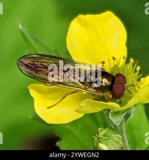 Variabile Duskyface Fly (Melanostoma mellinum) Foto Stock