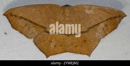 Moth spanworm acero grande (Prochoerodes lineola) Foto Stock