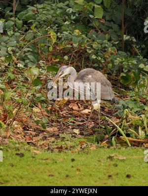 Questo giovane airone ha avuto successo in un laghetto da giardino locale che ha insaccato una rana. Foto Stock