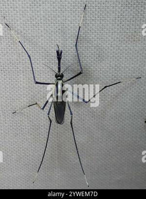 Zanzara elefante (Toxorhynchites rutilus) Foto Stock