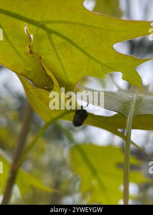 Rotolamento di foglie di quercia (Homoeolabus analis) Foto Stock