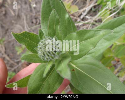 Nano delle Montagne Rocciose Girasole (Helianthella uniflora) Foto Stock