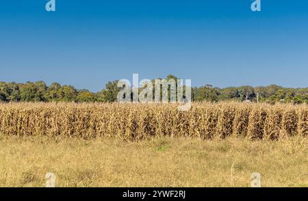 sezione di un campo di granturco essiccato a est di hampton Foto Stock