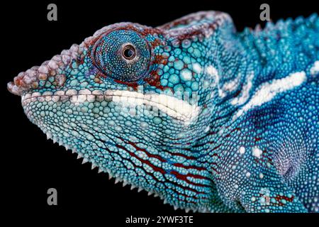 Camaleonte Panther (Furcifer pardalis) maschio Foto Stock