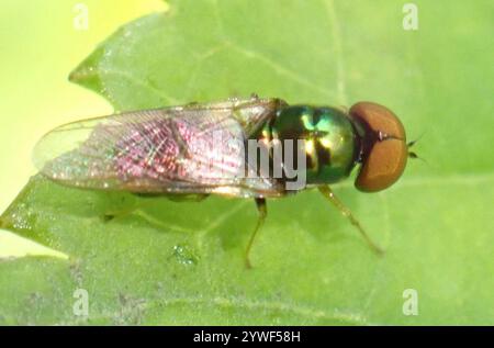 Gem Fly con corna nera (Microchrysa polita) Foto Stock