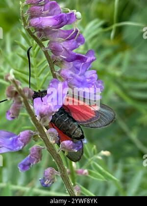 Nuova Burnet forestale (Zygaena viciae) Foto Stock