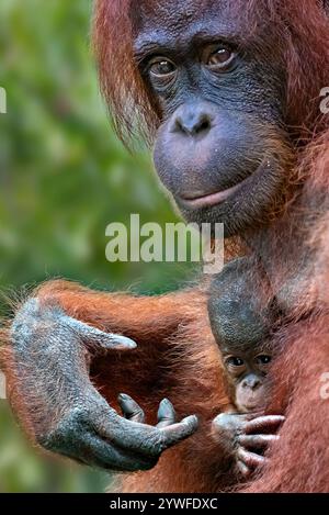 Madre e bambino orangotango nel Borneo, Malesia Foto Stock