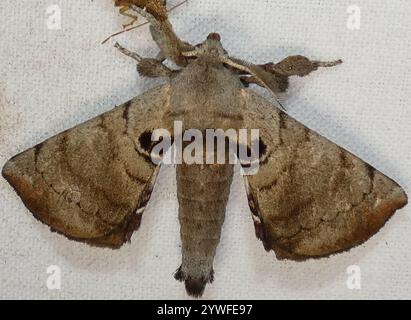 Apatelodes Moth maculato (Apatelodes torrefacta) Foto Stock