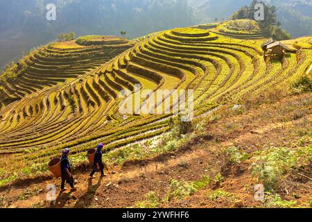 Rice terrazze a Sapa, Vietnam Foto Stock