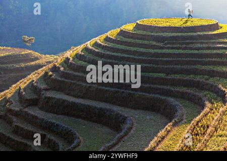 Rice terrazze a Sapa, Vietnam Foto Stock
