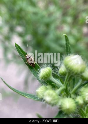 Insetto vegetale martellato nordamericano (Lygus lineolaris) Foto Stock