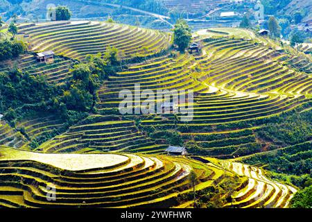 Rice terrazze a Sapa, Vietnam Foto Stock