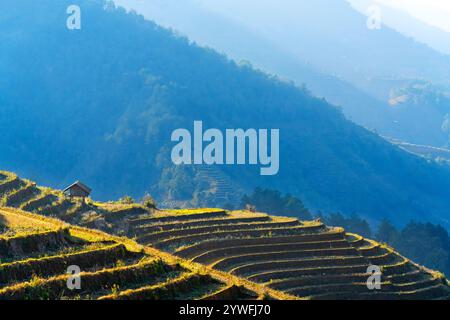 Rice terrazze a Sapa, Vietnam Foto Stock