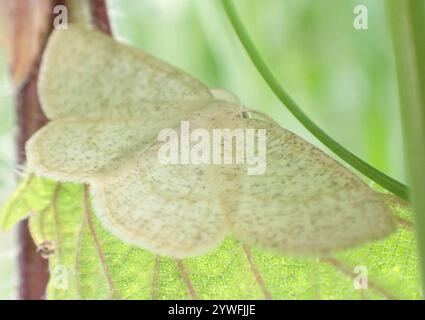 Northern Wave Moth (Cabera exanthemata) Foto Stock