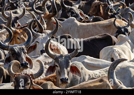 Mucche nel mercato del Gujarat, India Foto Stock