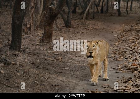 Leone asiatico a Sasan Gir, Gujarat, India Foto Stock