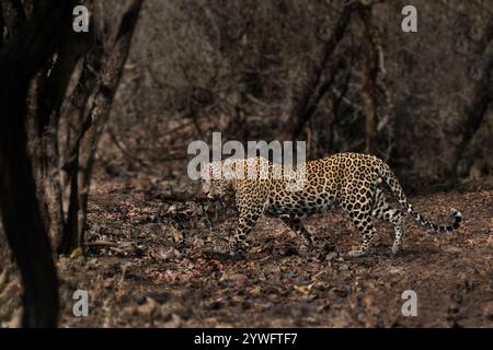 Leopardo asiatico a Sasan Gir, Gujarat, India Foto Stock