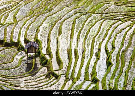 Rice terrazze a Sapa, Vietnam Foto Stock