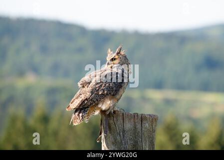Grande gufo d'aquila corna, fauna selvatica, uccello rapitore su un tronco di albero, habitat, foresta e paesaggio prato Foto Stock