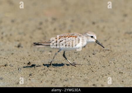 western sandpiper, Calidris mauri, single bird walking sul fango della costa, Vancouver, Canada Foto Stock