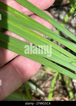 Bandiera blu sottile (Iris prismatica) Foto Stock