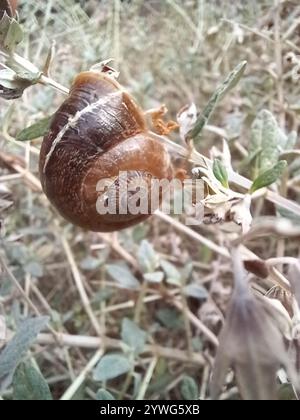 Lumaca spagnola (Otala punctata) Foto Stock